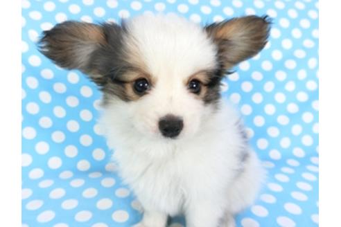 成約済の千葉県のパピヨン-101653の1枚目